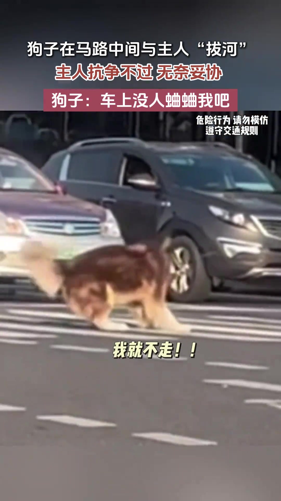 这是人遛狗还是狗遛人？主人最终还是像狗子妥协了