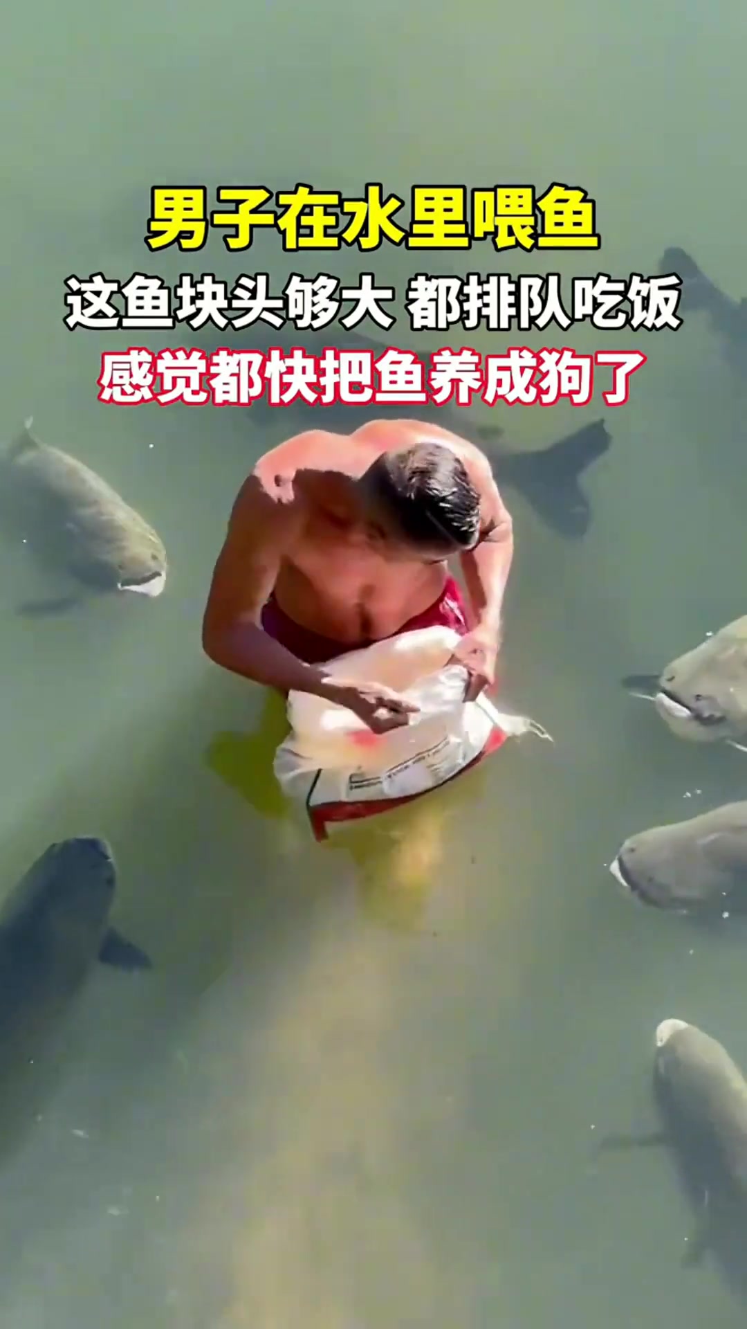 男子在水里喂鱼，感觉都快把鱼养成狗了