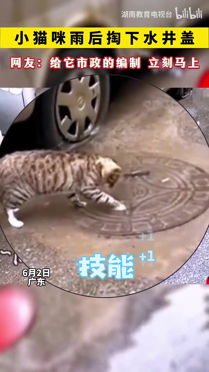 考虑下，给ta个市政的编制吧，熟练的让人心疼～