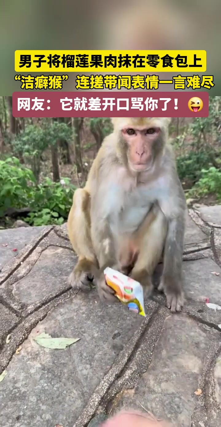 这猴就差开口骂人了
