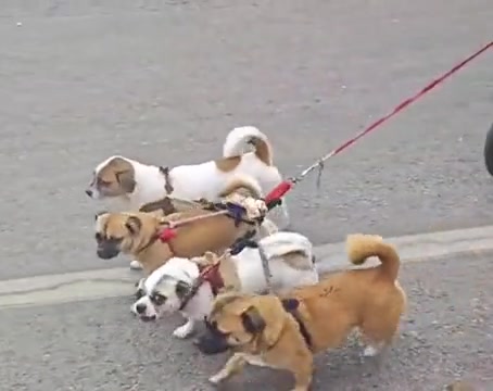 咋的，倒挡才一个狗啊？