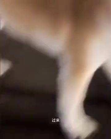 狗：这人怎么屎也抢啊