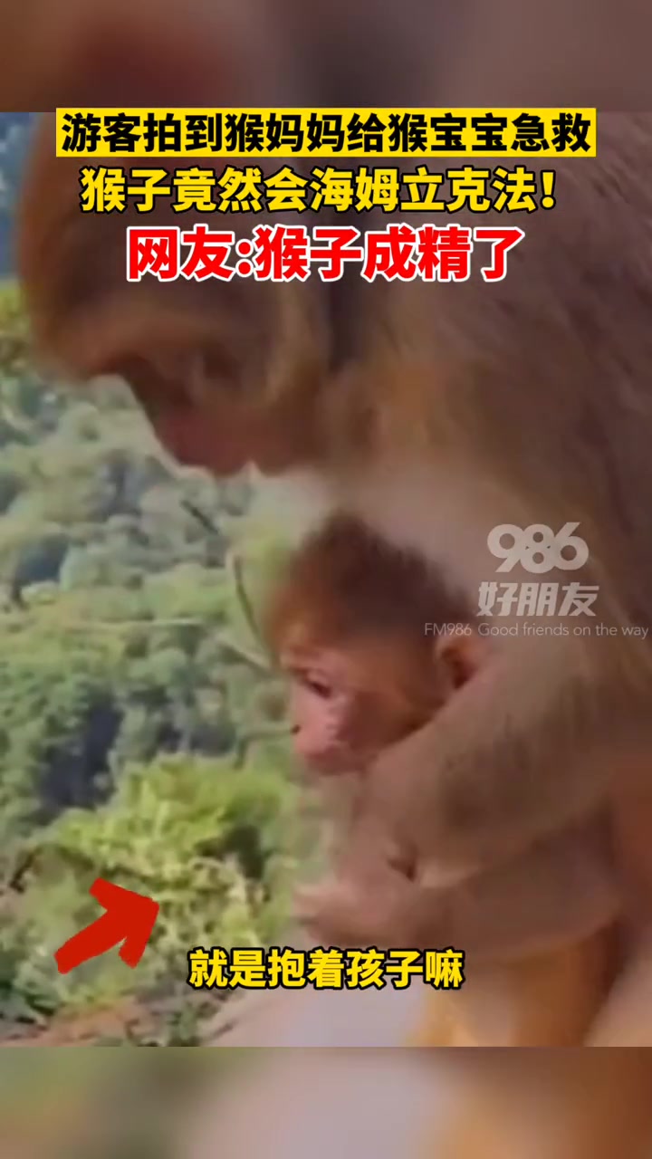 猴子成精了！猴子妈妈给猴宝宝做海姆立克急救