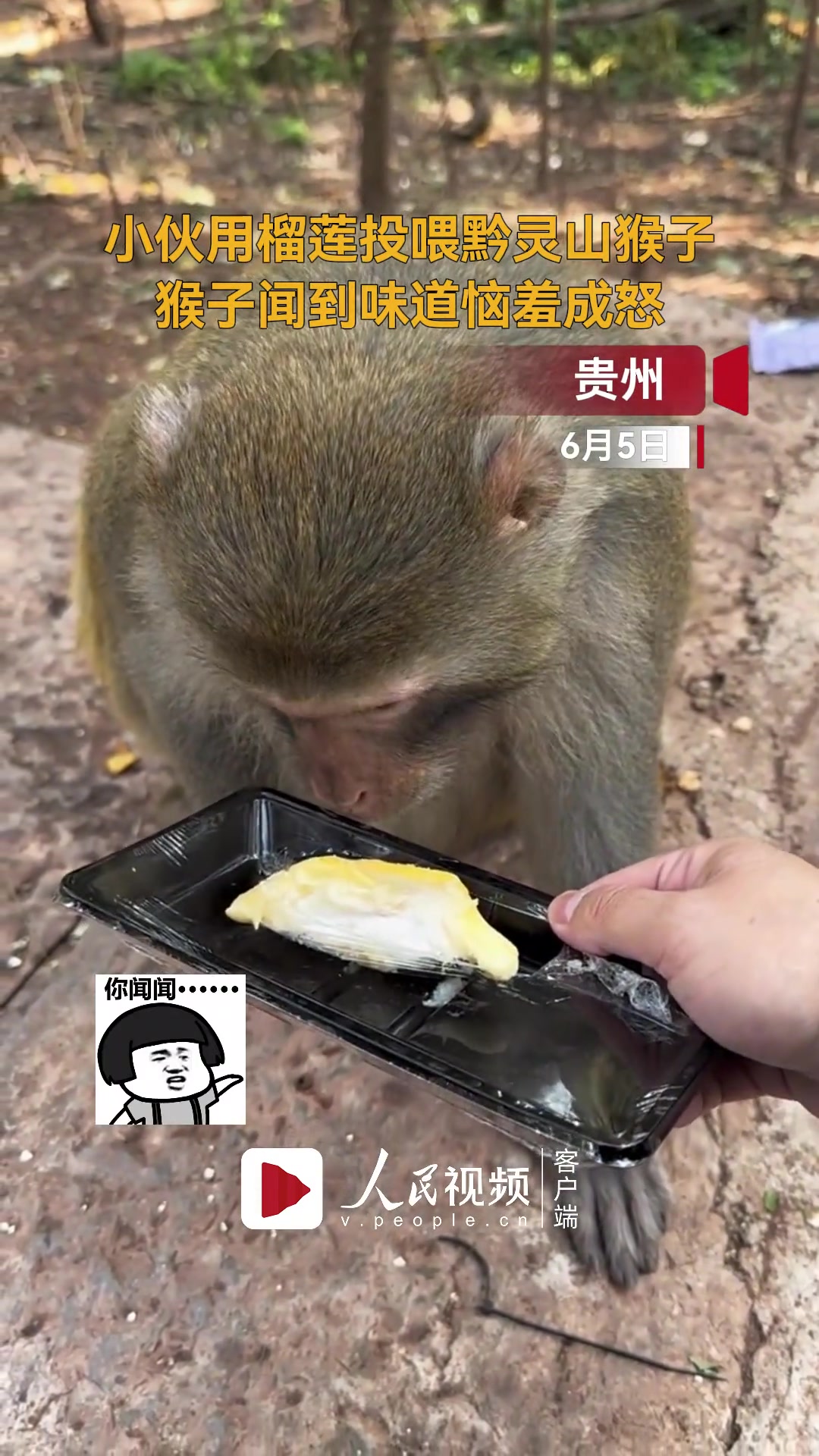小伙用榴莲投喂黔灵山猴子 猴子闻到味道恼羞成怒