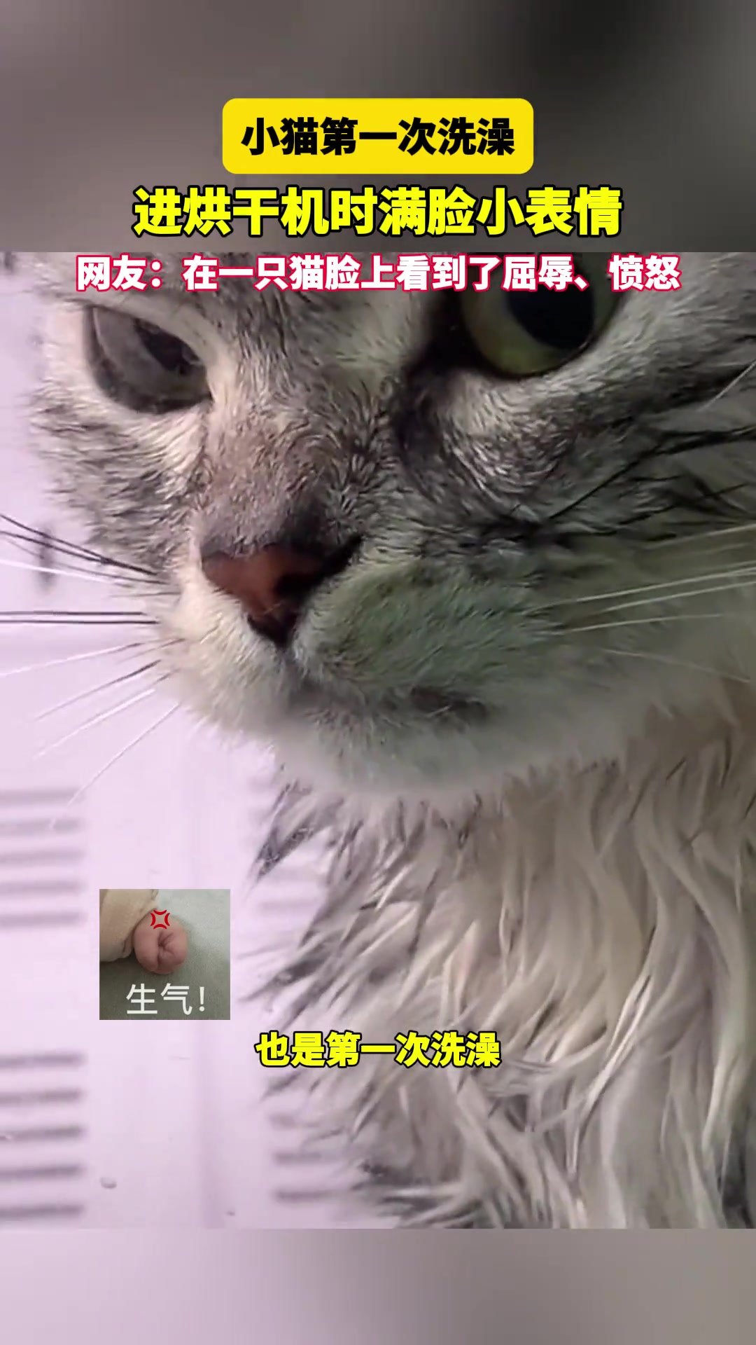 在一只猫脸上看到了屈辱、愤怒