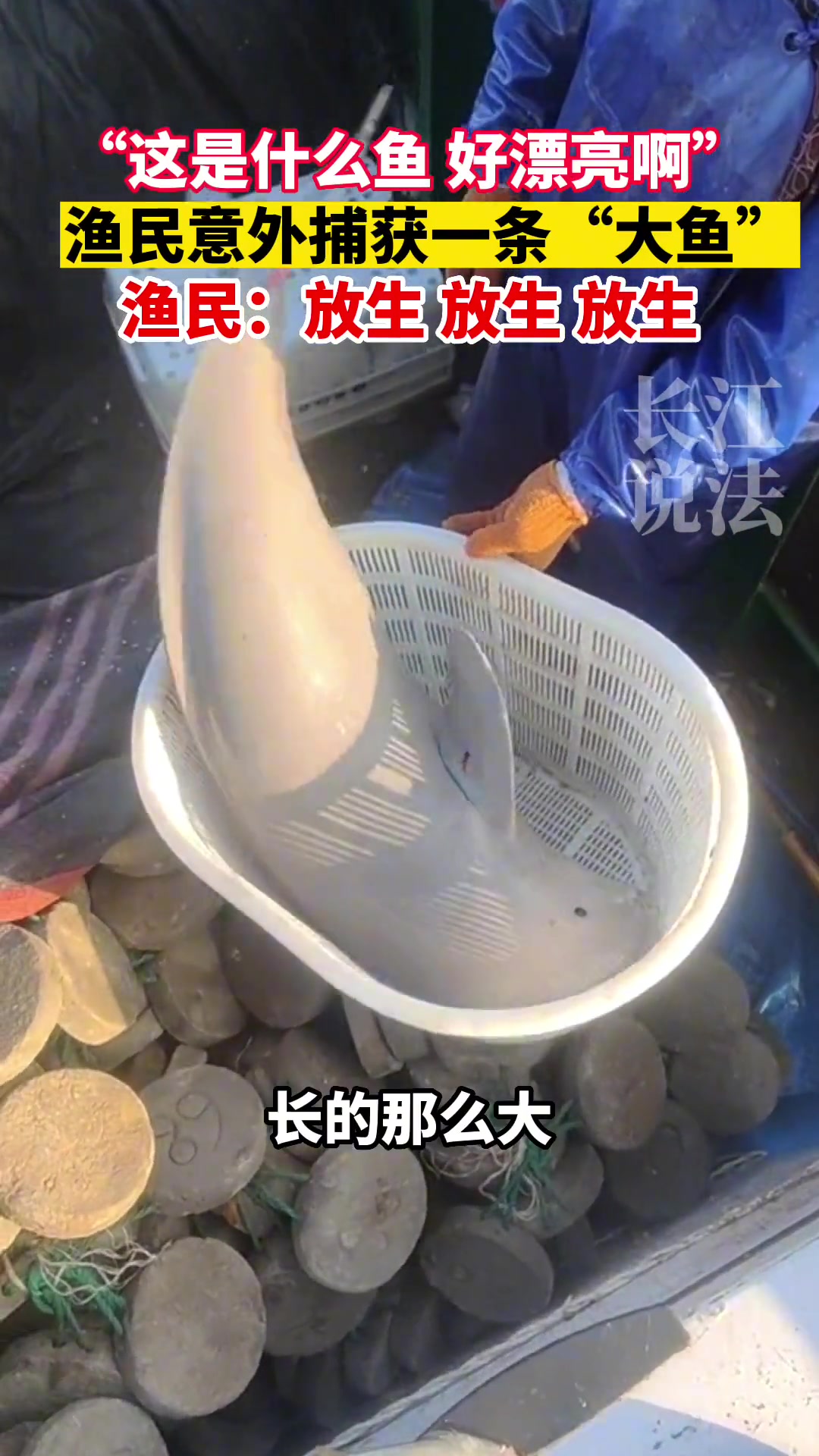 江豚：放也行 不放也刑 你自己掂量着办吧