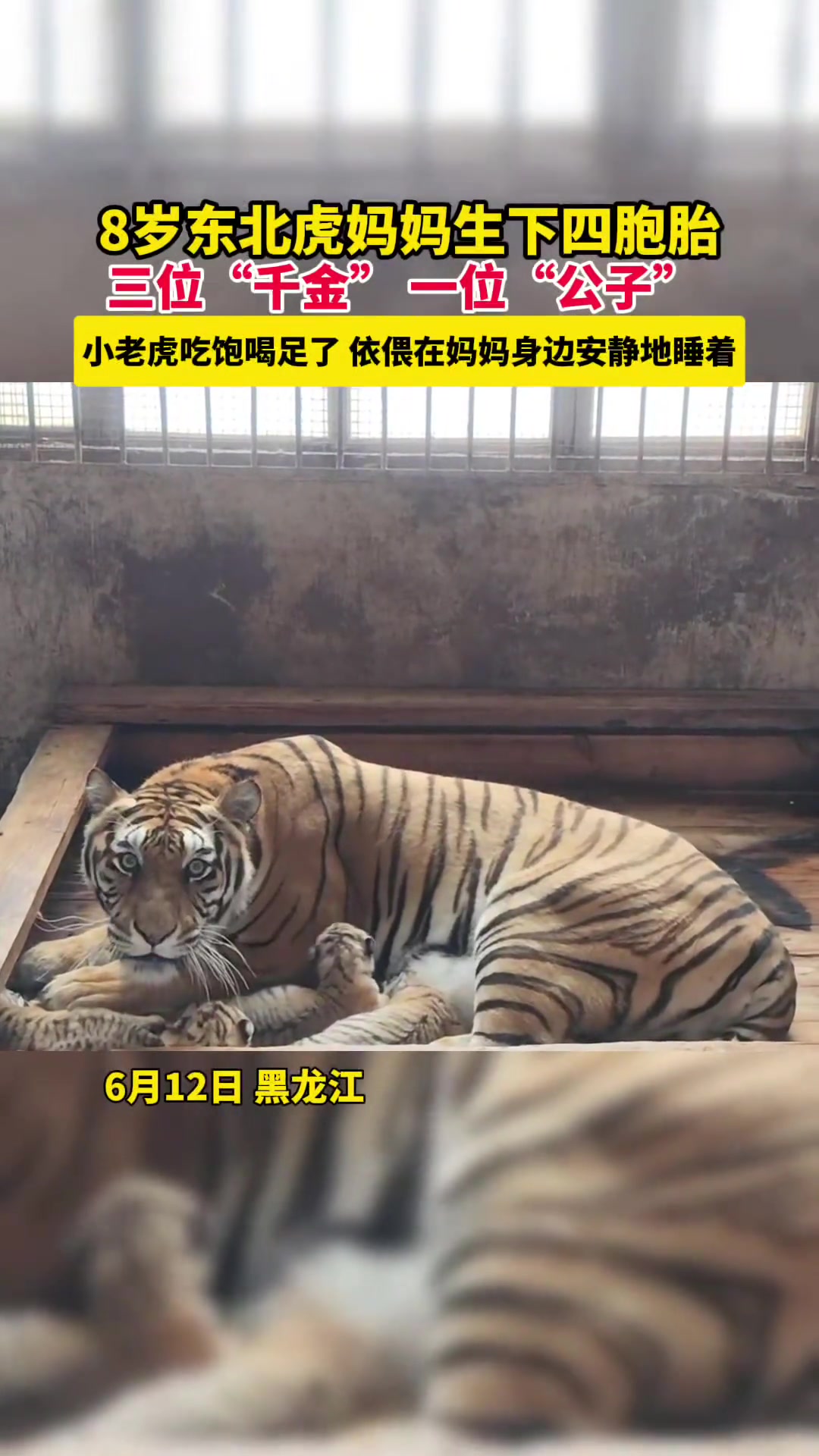 这就是刚生完孩子母老虎的压迫感！