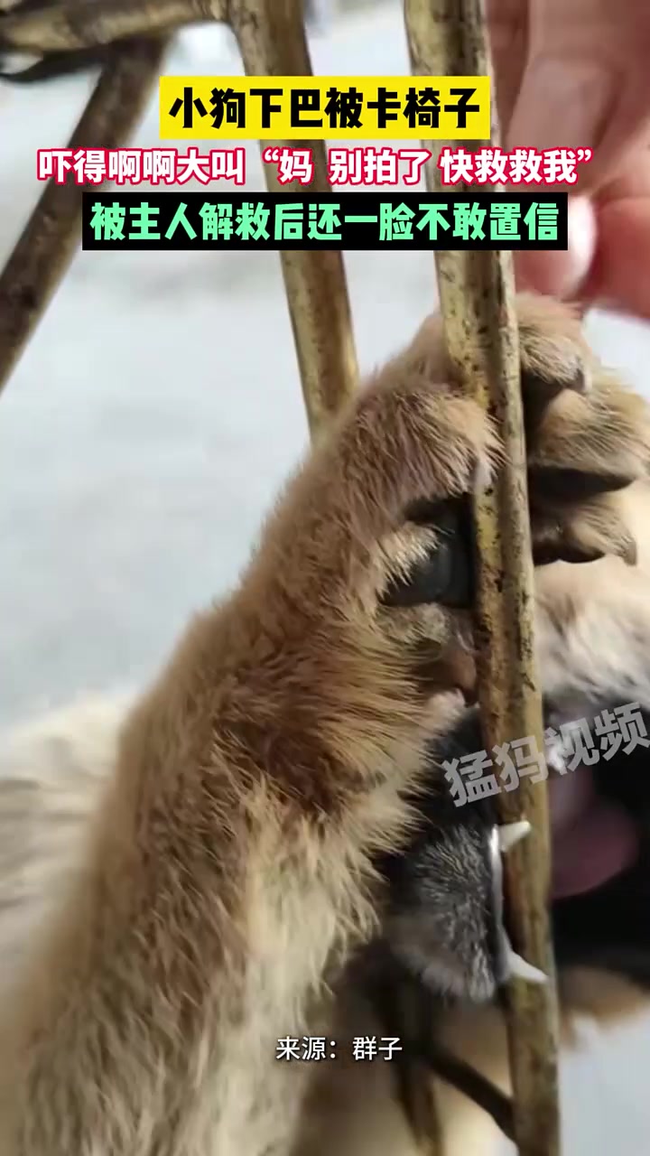 妈！别拍了！快救救我！网友：找一个比他傻的很难！