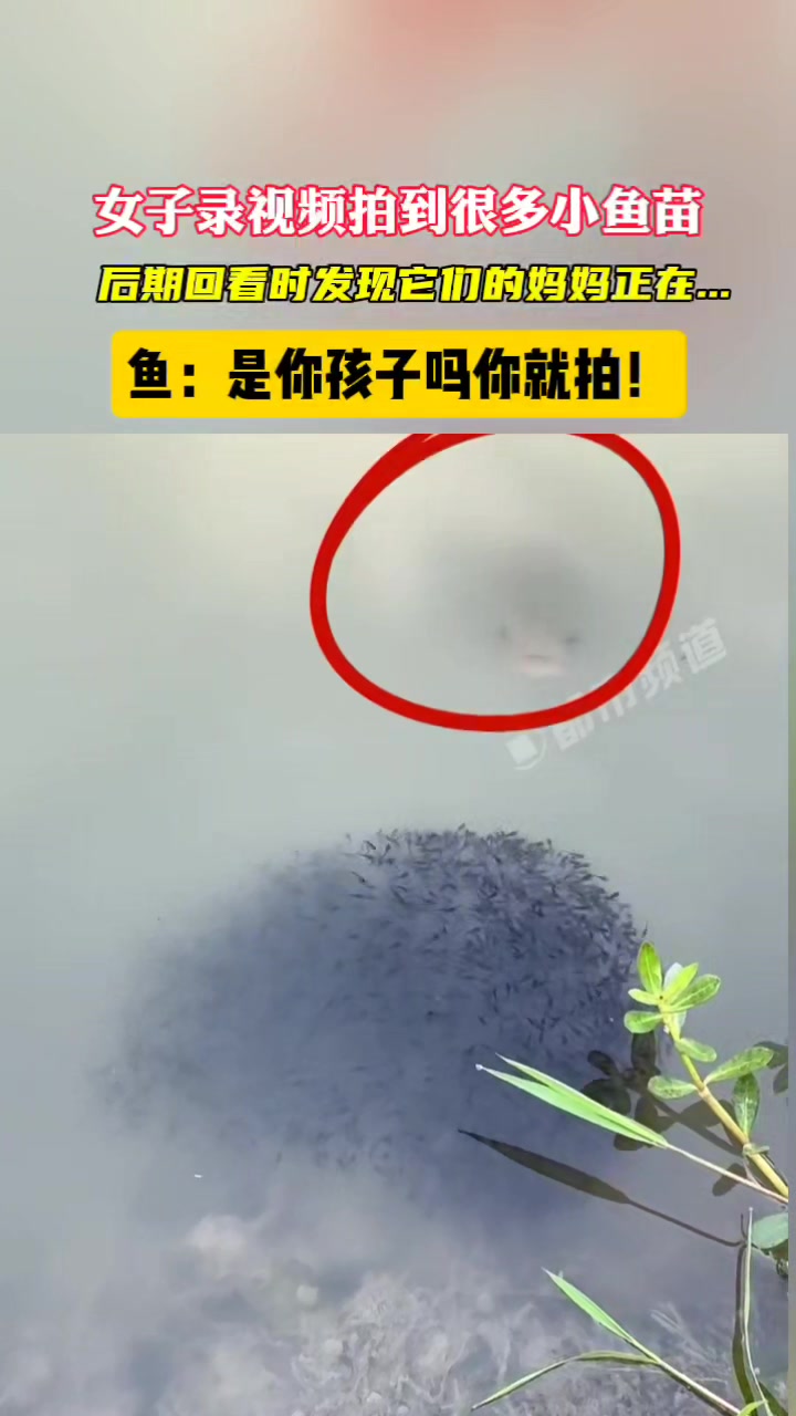 不会是打窝吧！这是啥现象！有钓鱼的朋友说下嘛？