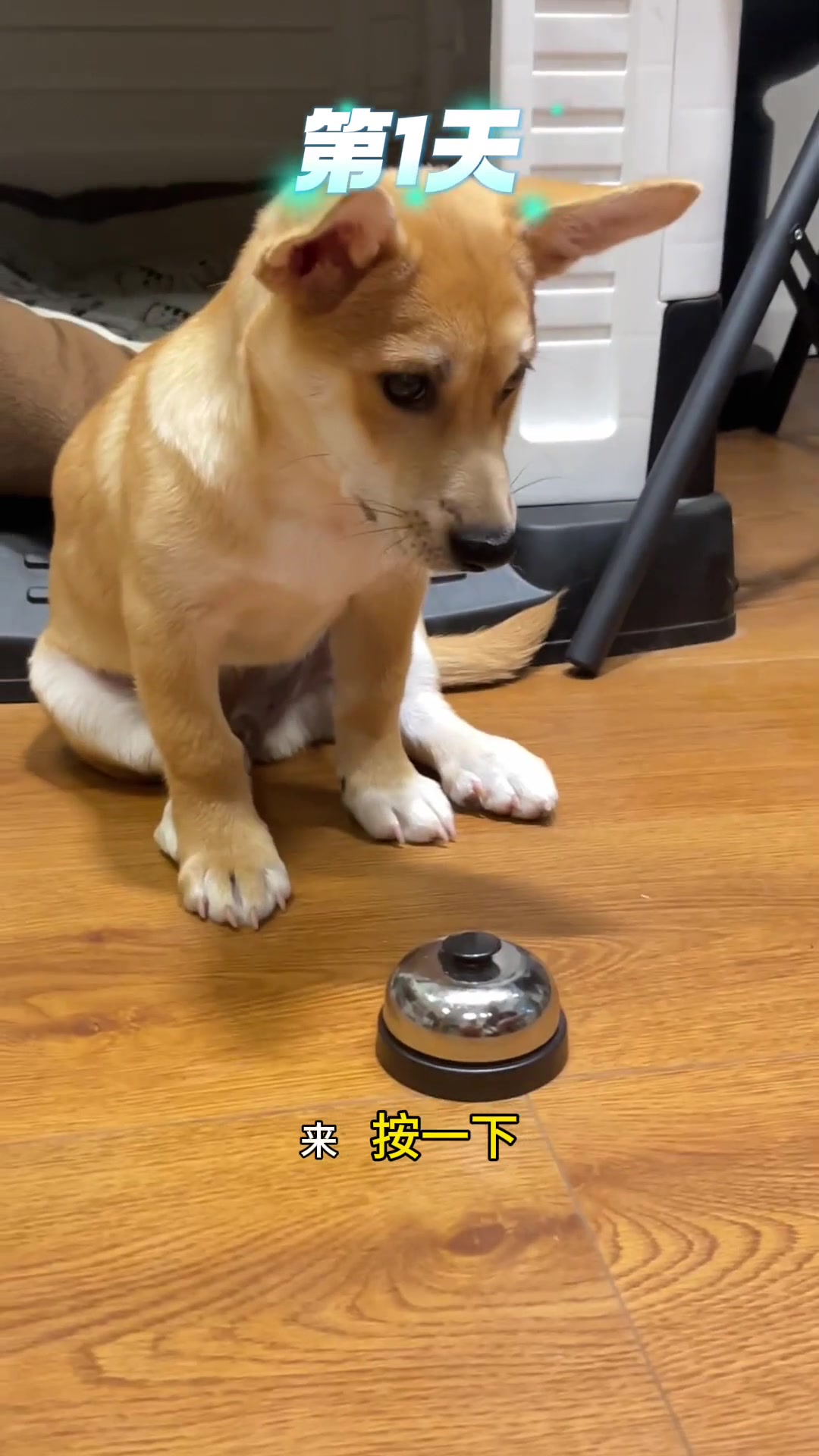见过寻狗的，头一回见帮着狗训自己的