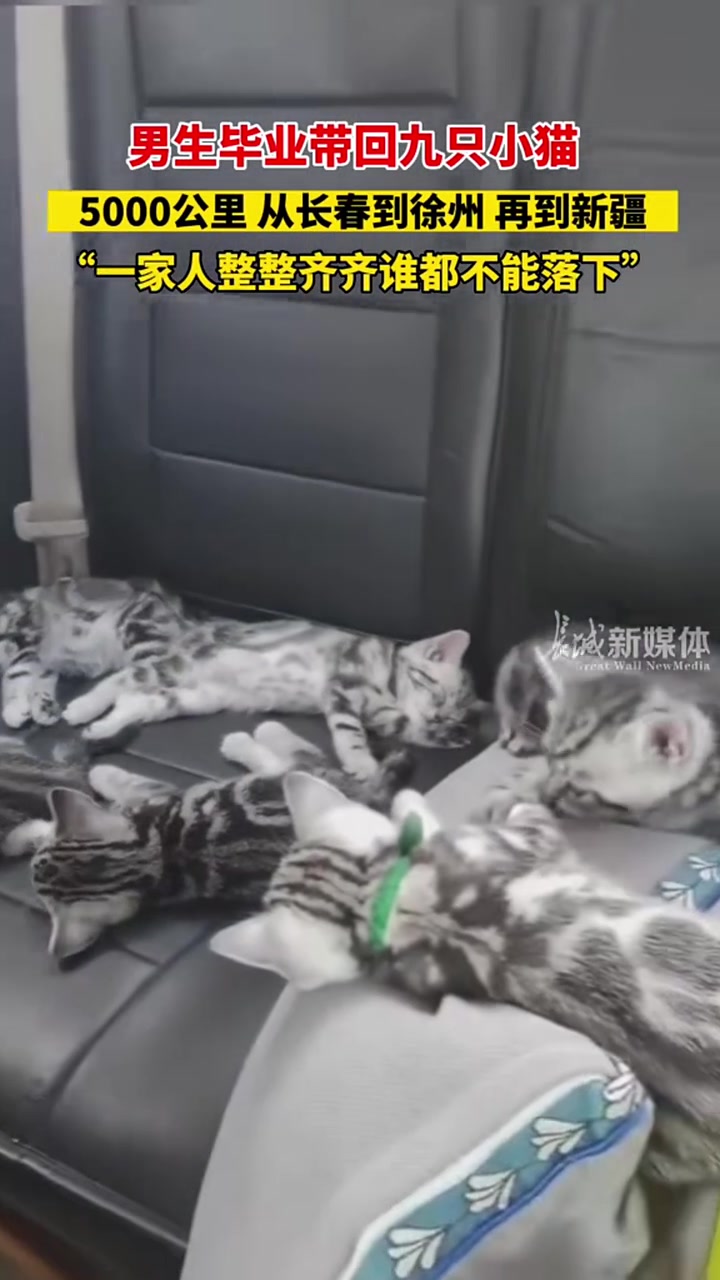 男生毕业跨越5000公里带回9只猫！吧友怎么看？