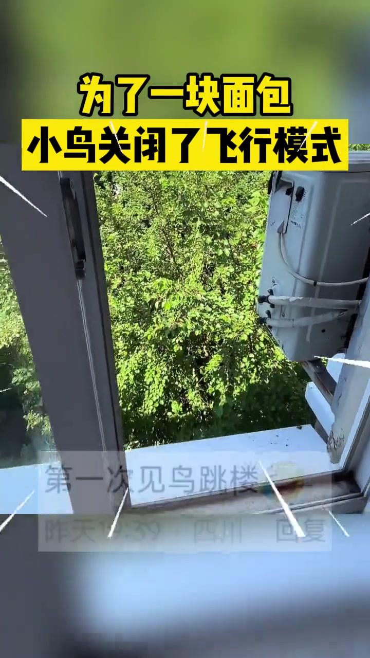 第一次见鸟跳楼的！为了一块面包，小鸟关闭了飞行模式