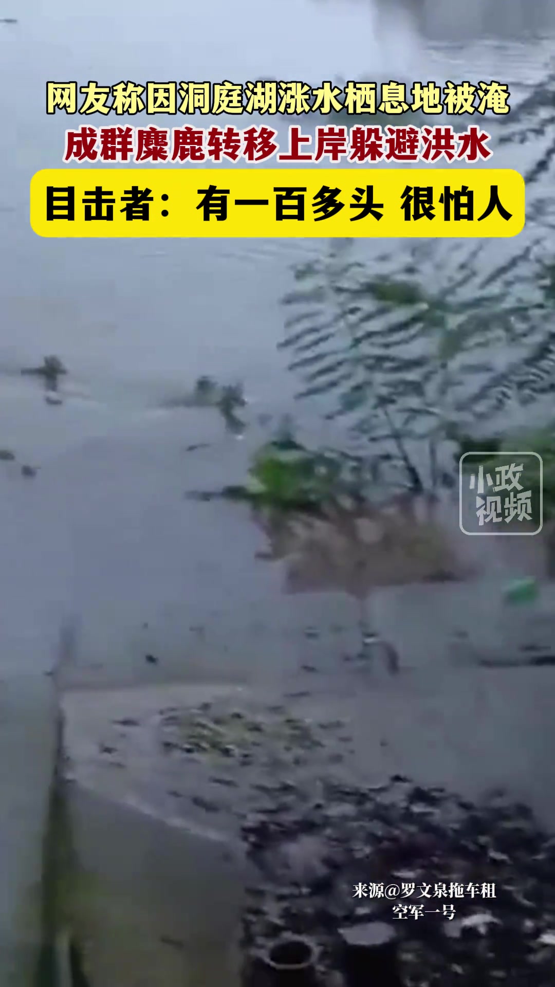 网友称因洞庭湖涨水栖息地被淹，成群麋鹿转移上岸躲避洪水