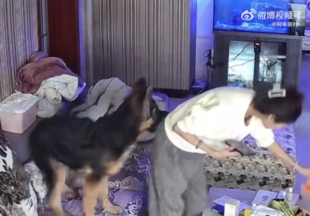 狗狗做了我想做的事情