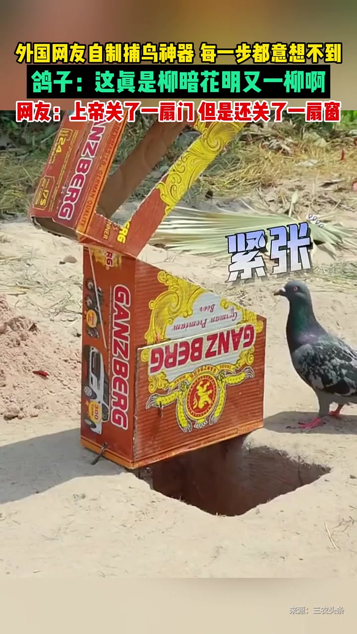 外国网友自制捕鸟神器，每一步都意想不到