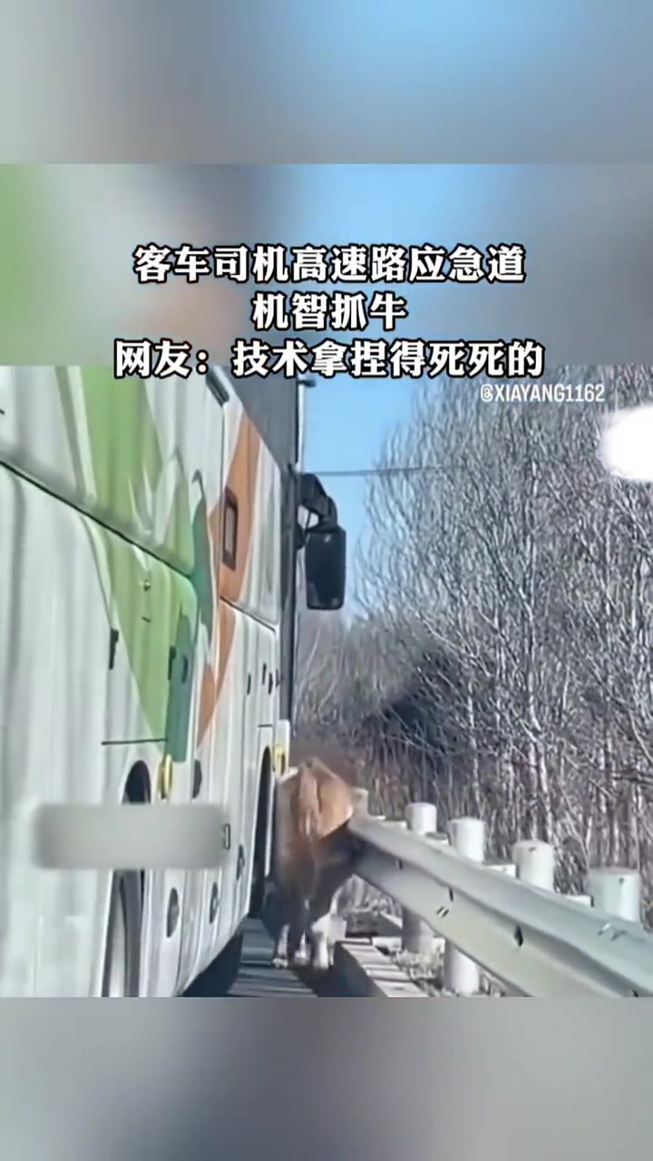 客车司机高速路应急道机智抓牛网友：技术拿捏得死死的