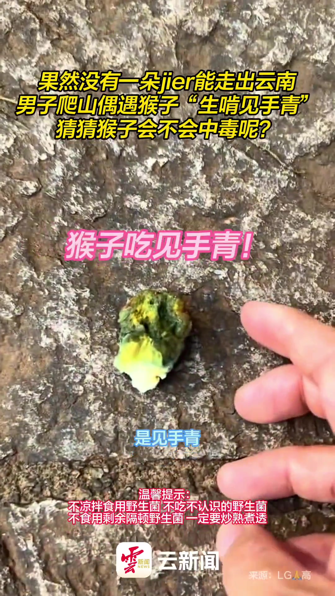会不会看见太奶猴？男子登山巧遇猴子大快朵颐见手青！