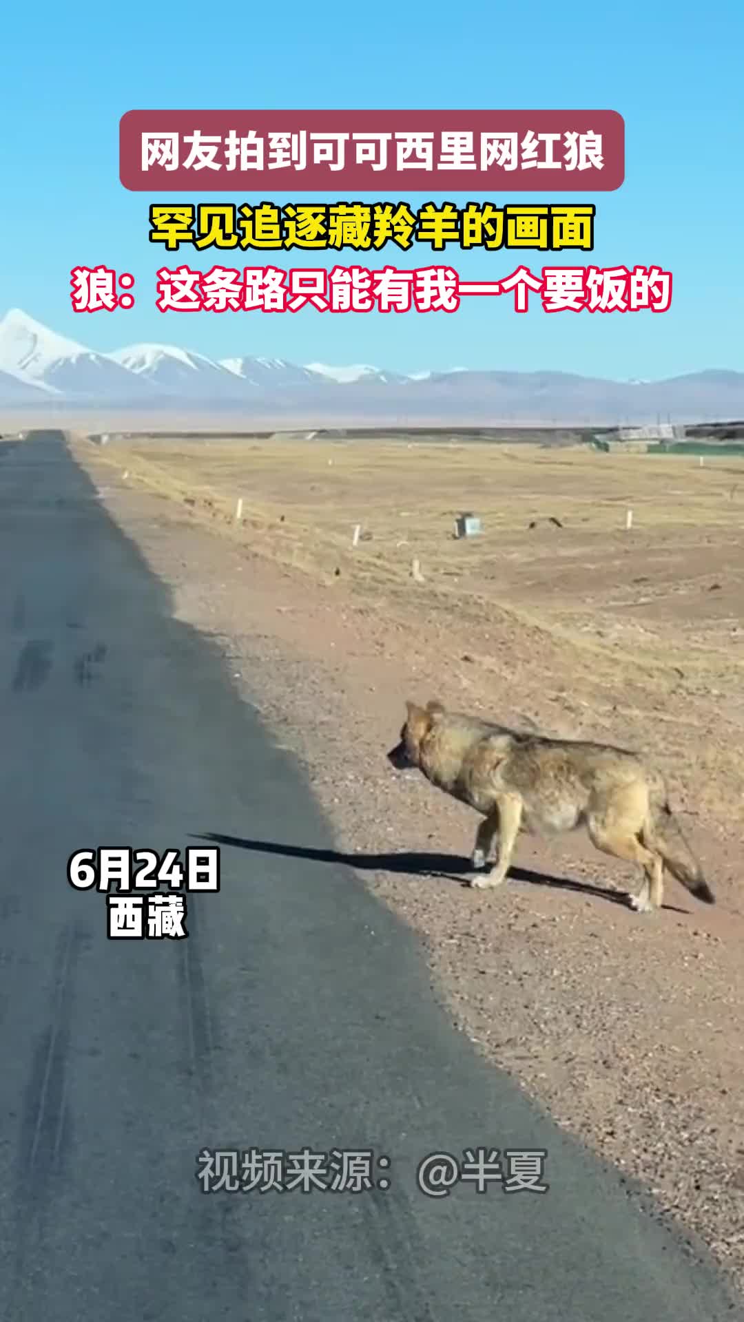 狼：这条街只有我能要饭