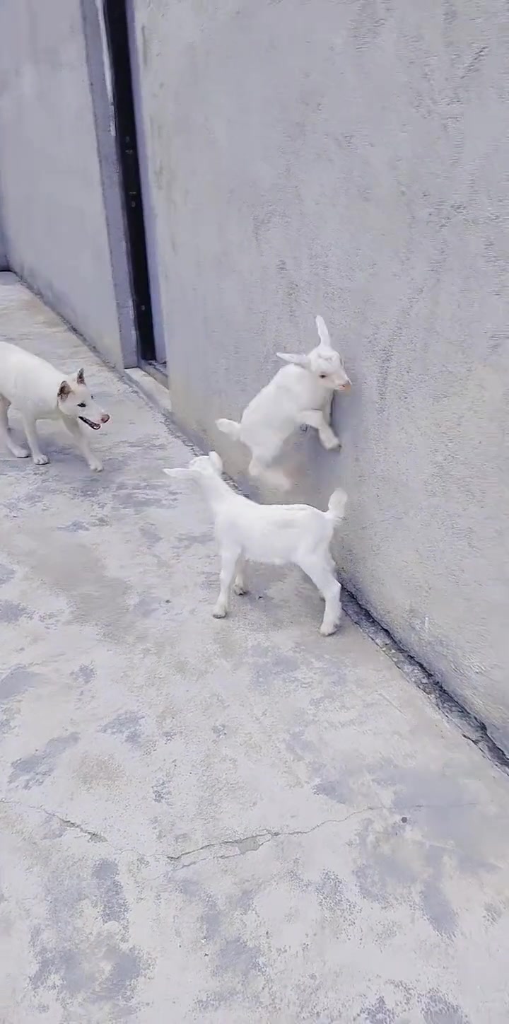 虽然山羊可以在陡峭的岩壁行动，但是碰到水泥墙