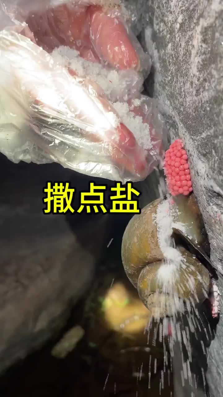 第一次见蜗牛产卵，为了奖励它给它来点盐吃吃
