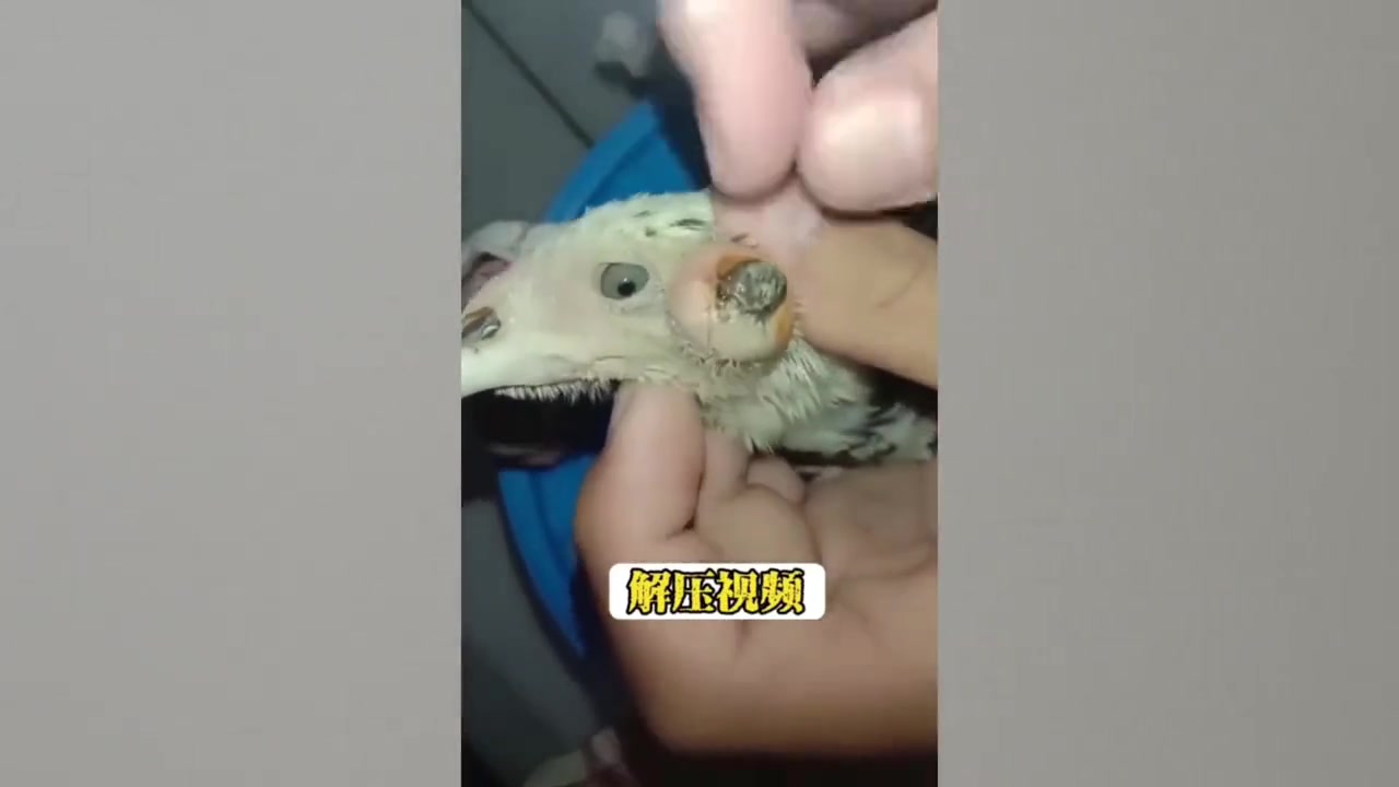 这是啥啊？鸟耳朵发炎了？长那么大一个