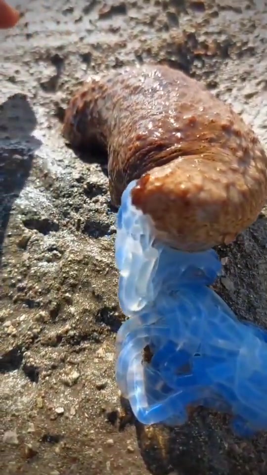 海参在感觉受到威胁时，会喷出一种丝状小管！