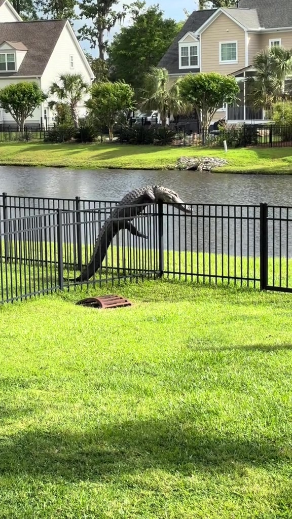 鳄鱼爬围栏，这核心力量真不错啊！