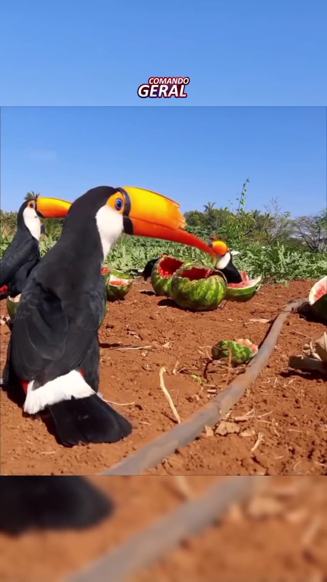 一位农民拍到的一群巨嘴鸟，聚集在他家西瓜地里偷瓜吃！