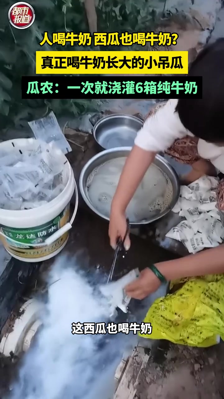 人喝牛奶西瓜也喝牛奶真正的牛奶小吊瓜！