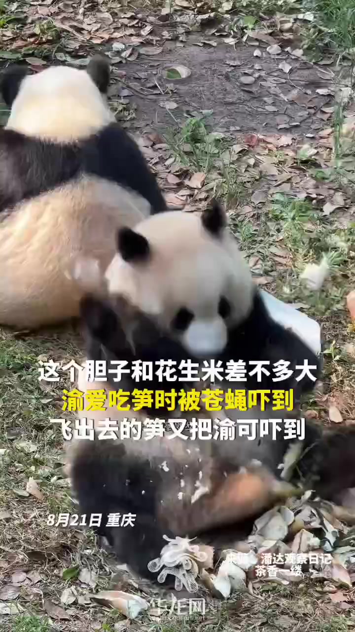 大熊猫吃笋的时候被苍蝇吓到，太可爱了