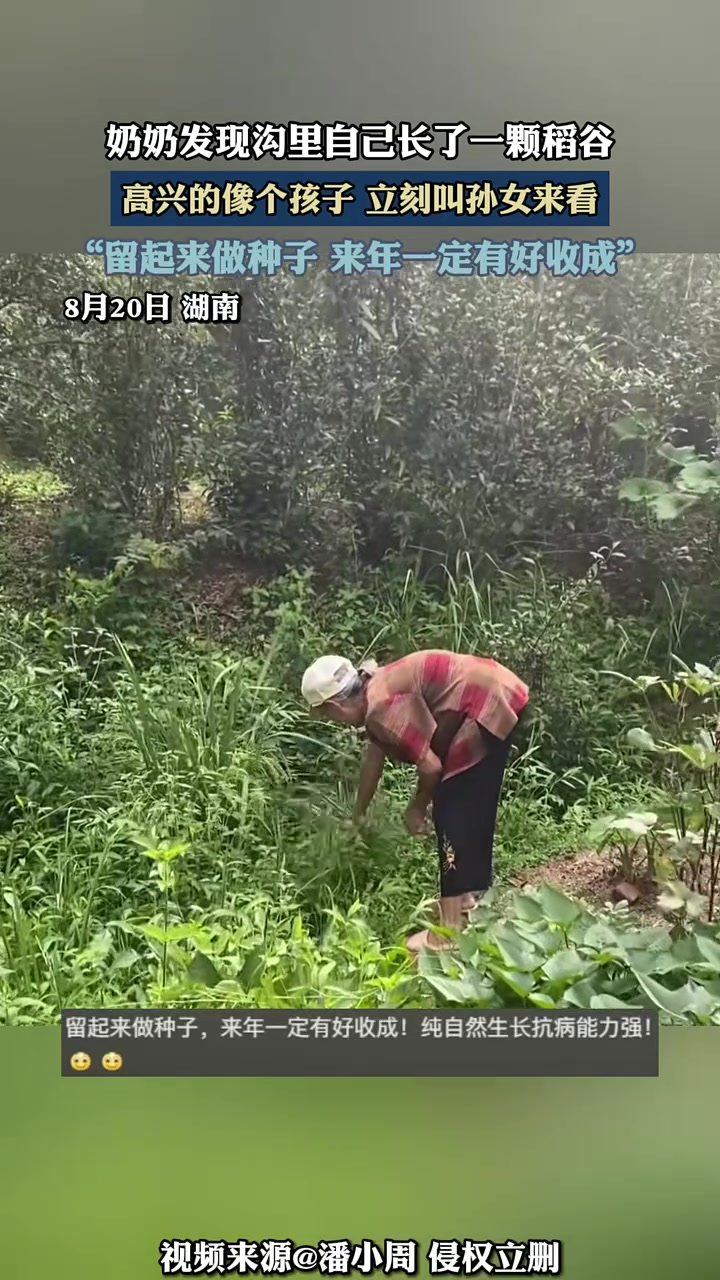 奶奶发现沟里长了一颗稻谷，开心的叫孙女过来看