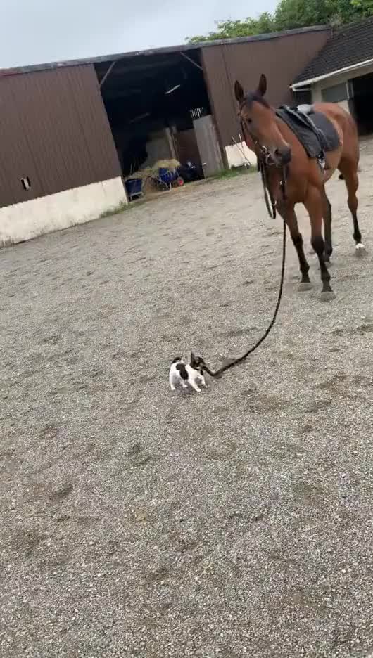 这马也太宠了！这样就被牵着走啊