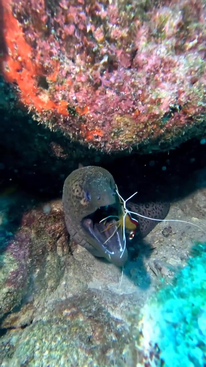 这虾胆子咋这么大，嫌命太长了吗