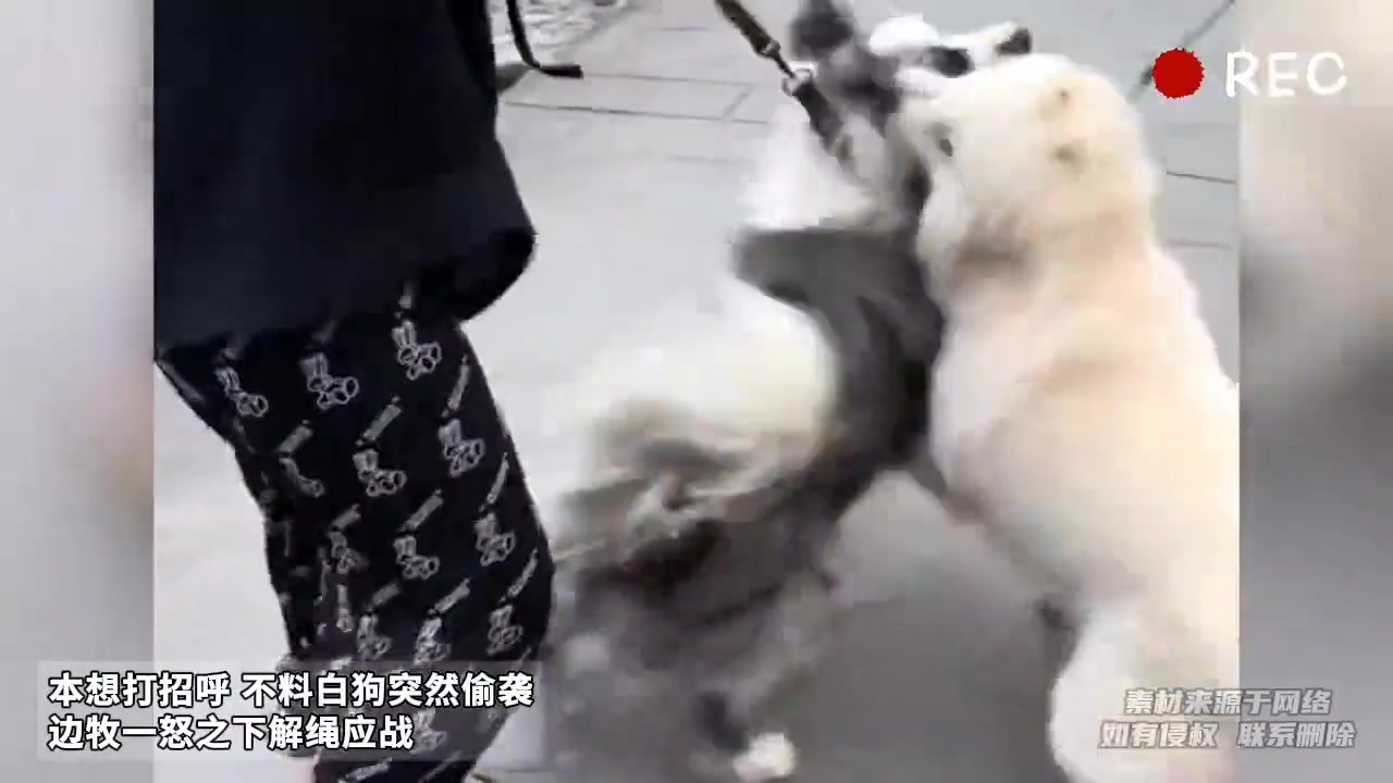 边牧：你敢打我等我把我的宠物放下