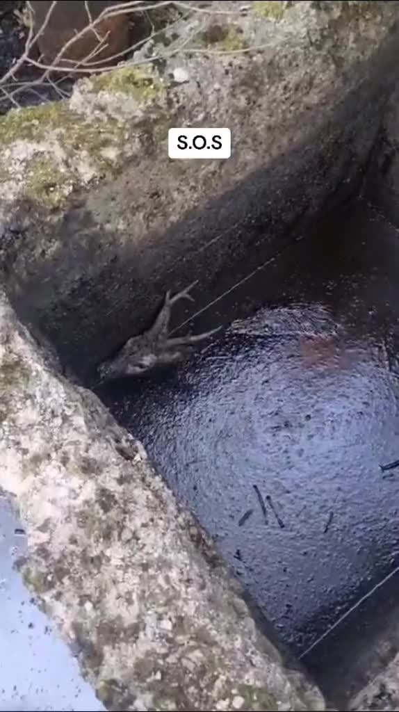 到粑粑池里了，看它生无可恋的样子，救出来还能有用吗