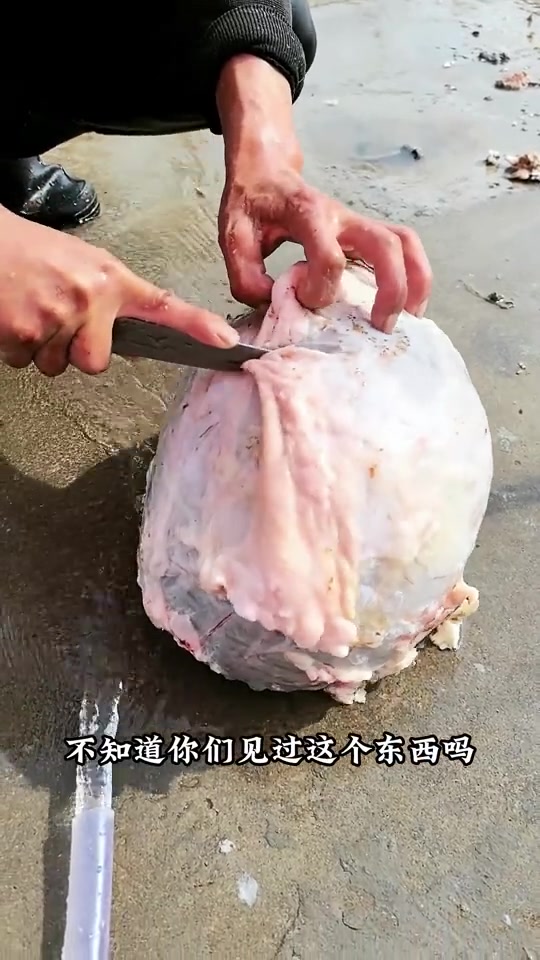 原本以为是肚包菜，但是越看越不对劲！吧友们这是啥玩意啊