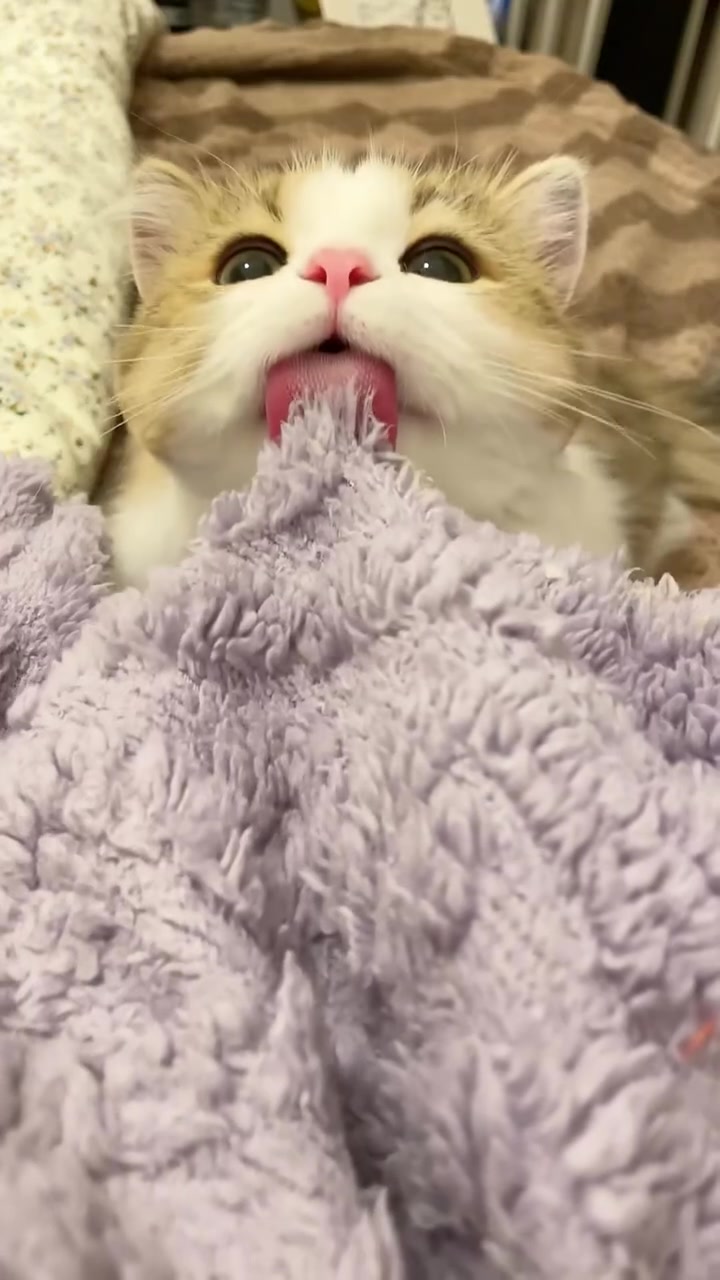 咪咪：妈咪，再等一下，这毛我一定给你噜顺