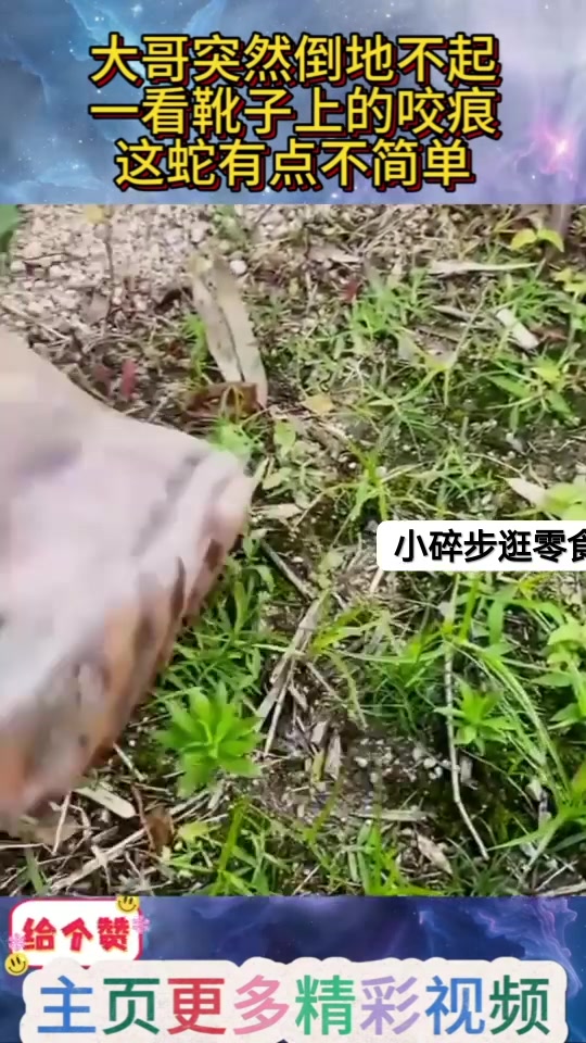 大哥突然倒地不起，一看靴子上的咬痕，这蛇有点不简单！