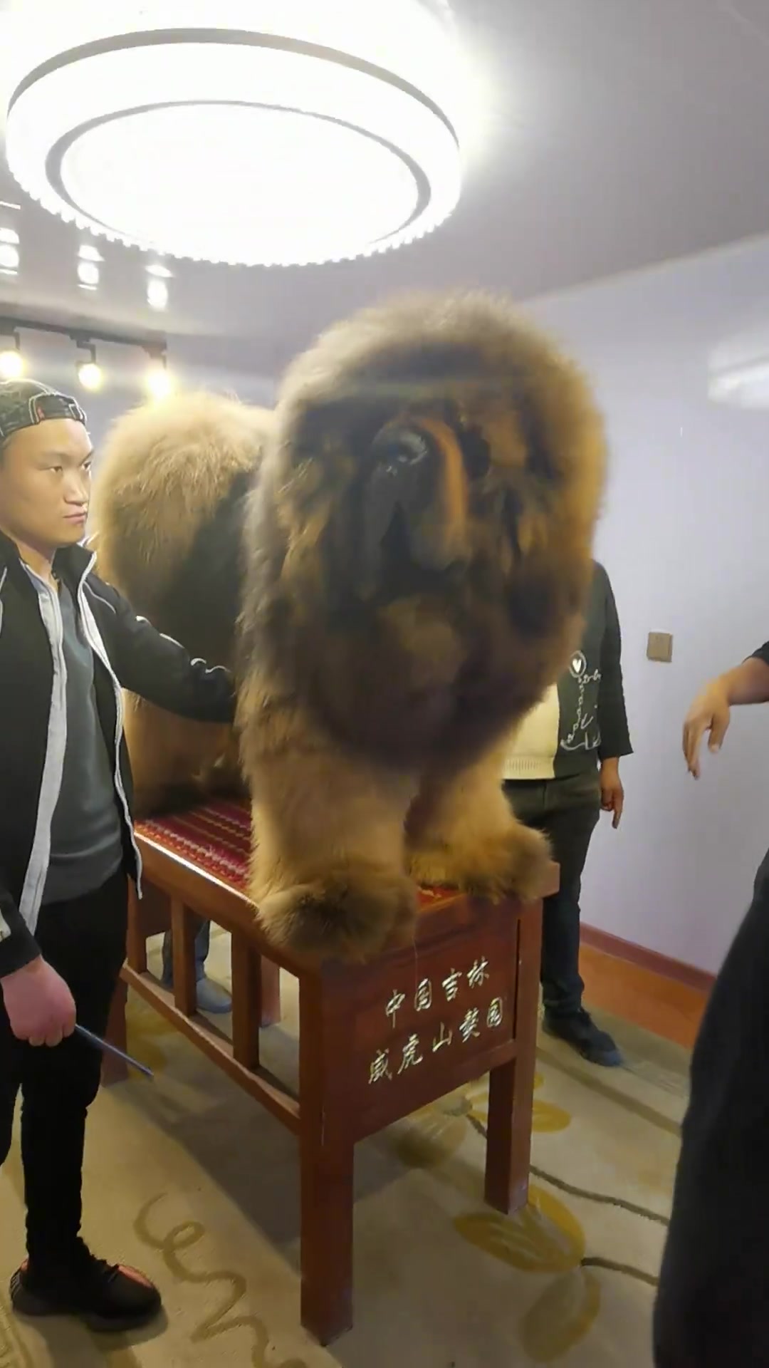 这藏獒的体型快赶上一头狮子了