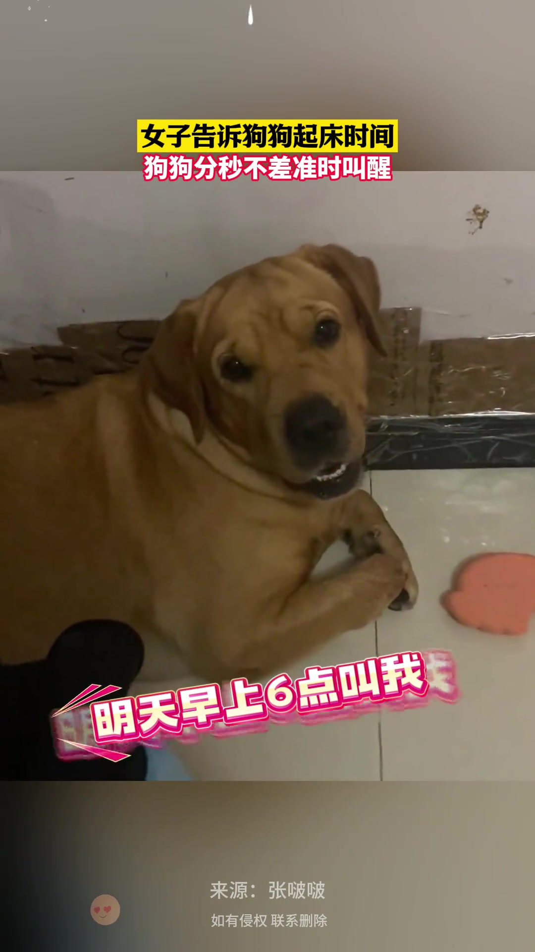 女子告诉狗狗起床时间，狗狗分秒不差准时叫醒