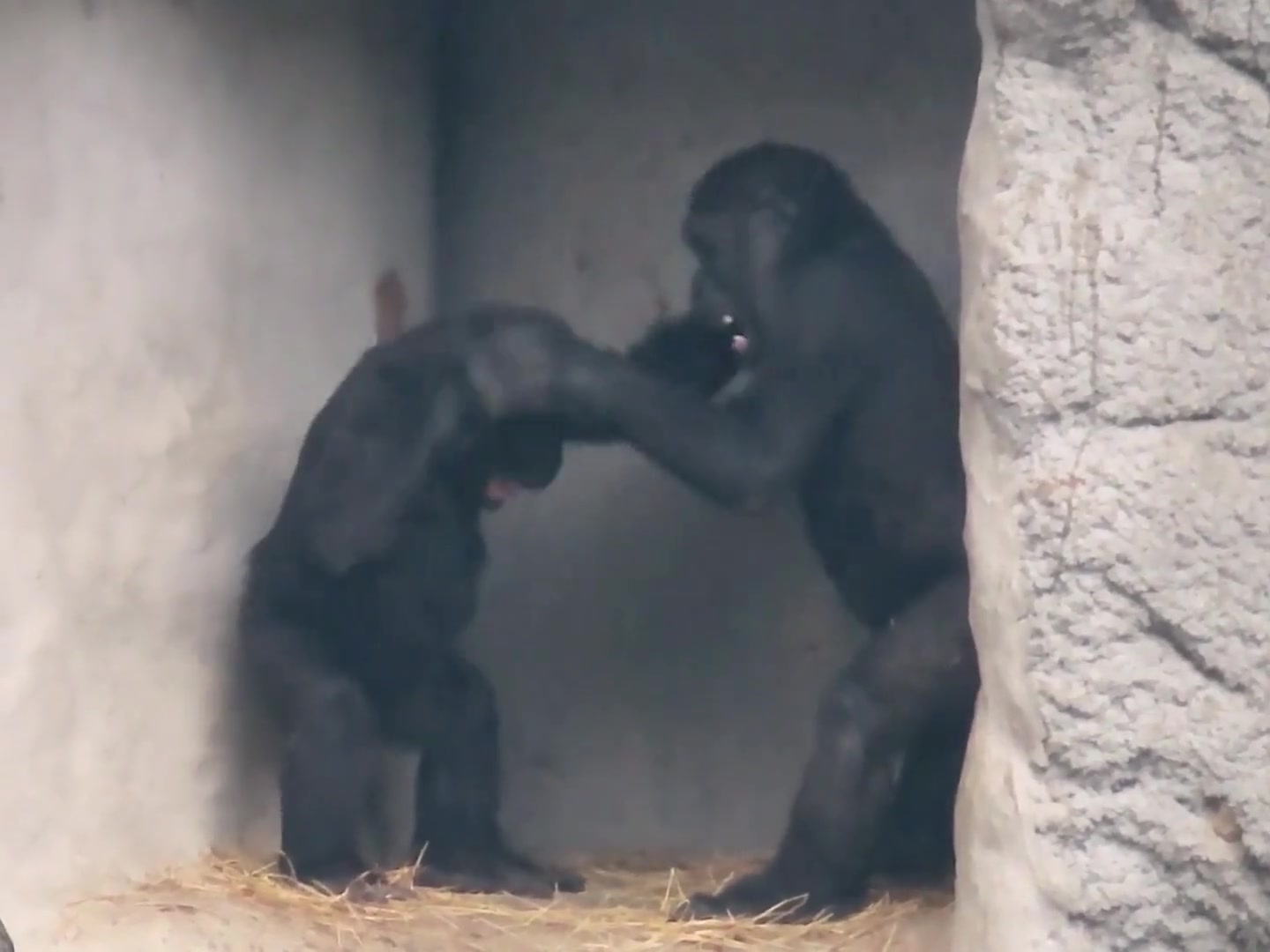 住手，不要再打啦，你们住手，不要再打了啦！