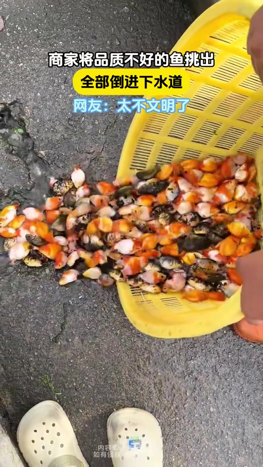 商家将品质不好的鱼挑出，全部倒进下水道！网友：下水道不会堵吗