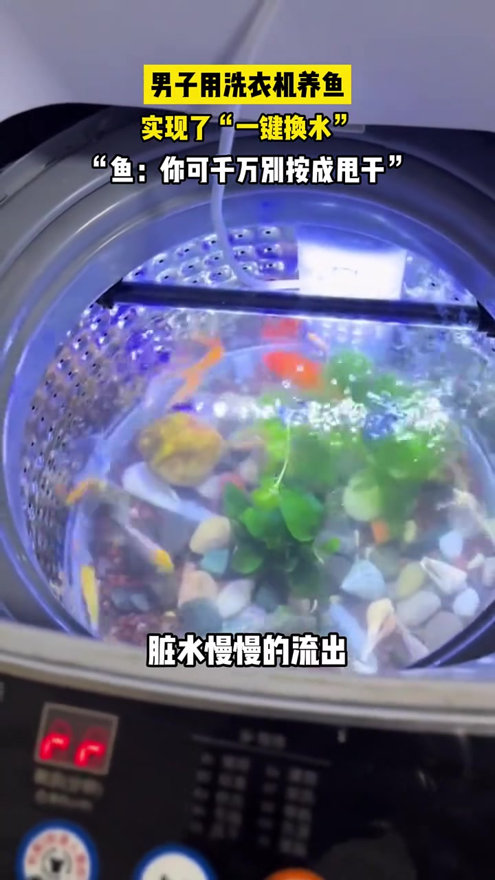 洗衣机养鱼虽然方便了，但是养鱼的目的不是给人观赏吗