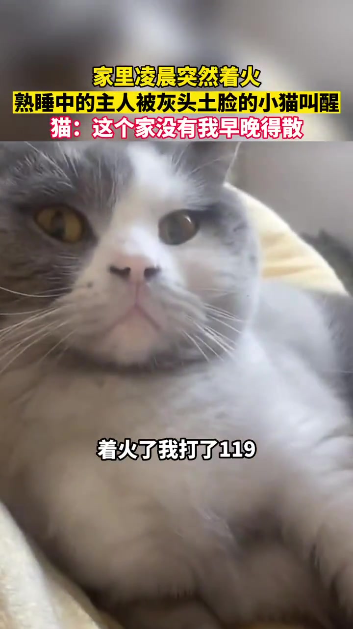 救命恩猫！家里凌晨突然着火，熟睡中的主人被灰头土脸的小猫叫醒