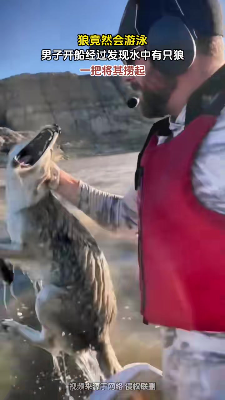 狼竟然会游泳，男子开船经过发现水中有只狼！