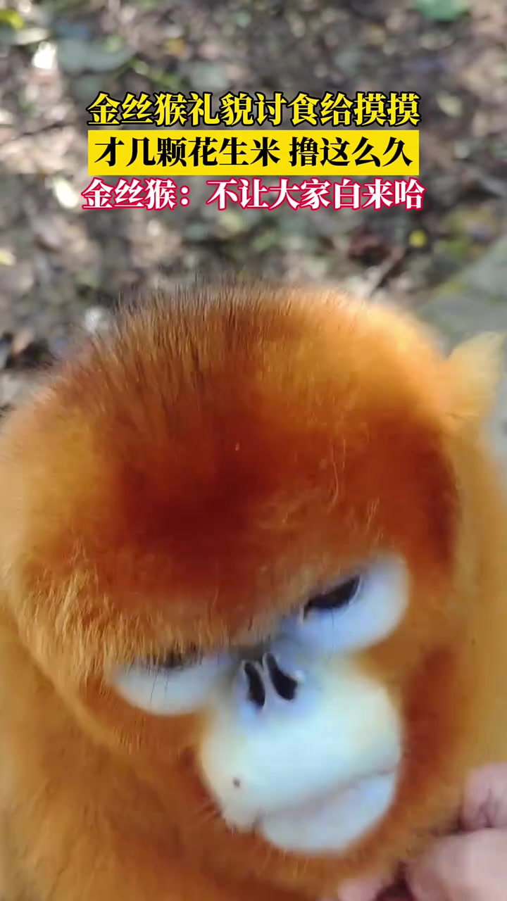 金丝猴：不白来哈大家都不白来