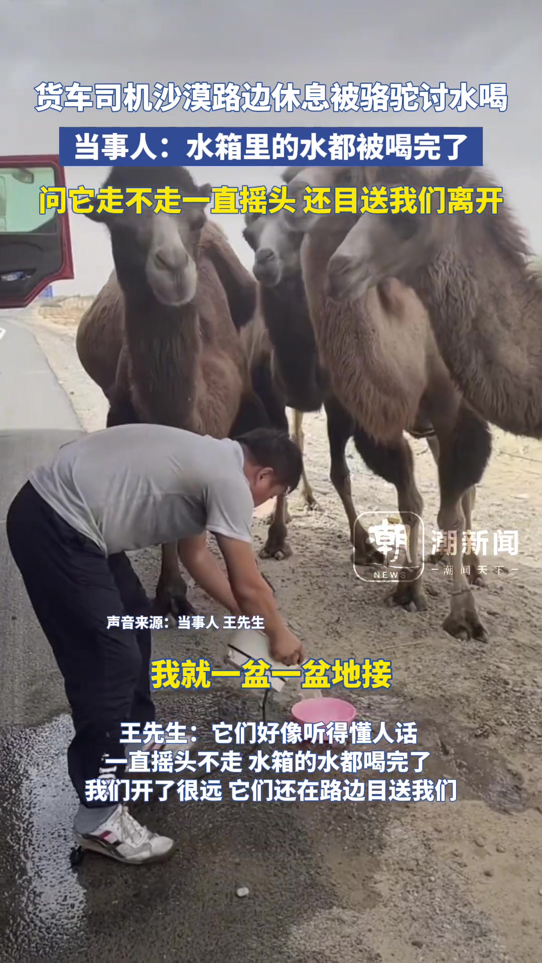 货车司机路边休息，被路过的骆驼讨水喝