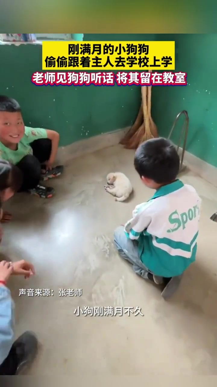 小奶狗跟着孩子一起到了学校，老师见其听话，便让它留在了教室