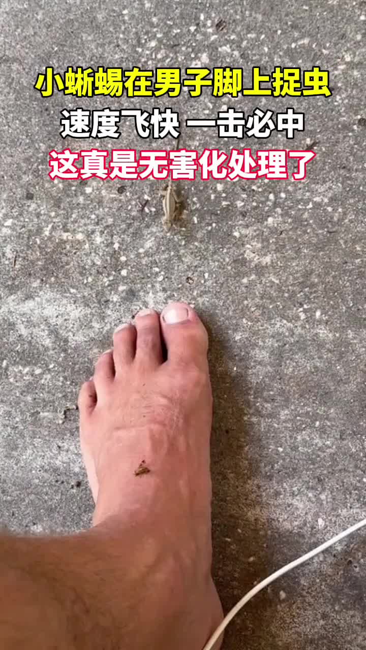 小蜥蜴在男子脚上捉虫，速度快一击必中