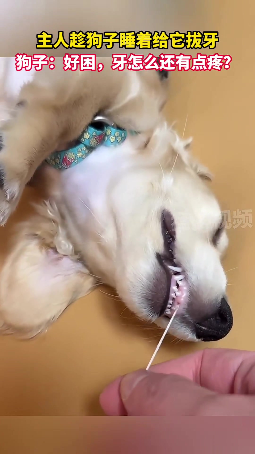 主人趁狗子睡着的时候给狗子拔牙